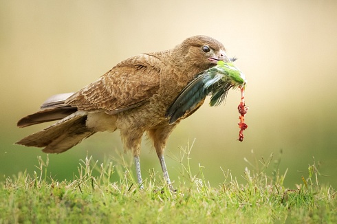 Chimango (Daptrius chimango) comiendo Cotorra (Myiopsitta monachus)