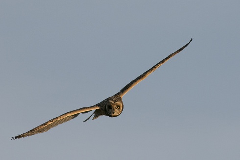 Lechuzon al vuelo