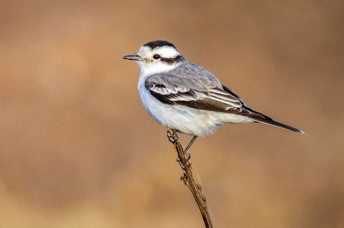 Monjita coronada (Xolmis coronatus)