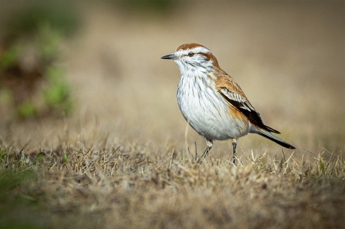 Monjita Castaa (Neoxolmis rubetra)