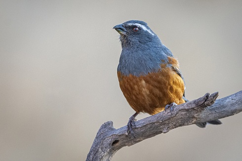 Pepitero Colorado (Pseudosaltator rufiventris)