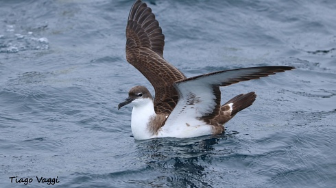 Elegancia en el Agua