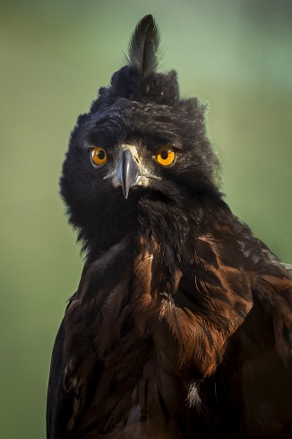 Aguila Poma (Spizaetus isidori)
