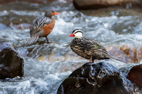Pato de Torrente (Merganetta armata)