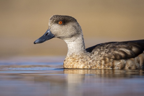 Pato Crestn (Lophonetta specularioides)