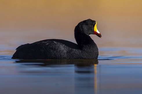 Gallareta Gigante (Fulica gigantea)