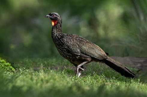 Pava de Monte Riberea (Penelope obscura)