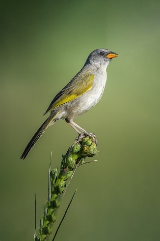 Verdn (Embernagra platensis)