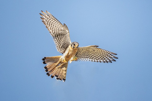 Halconcito Colorado (Falco sparverius)
