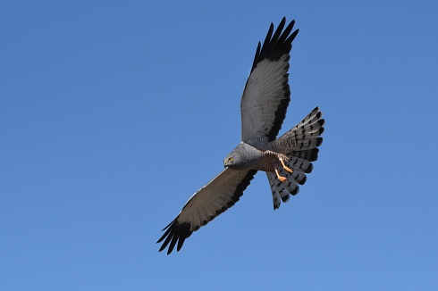 el vuelo del ceniciento