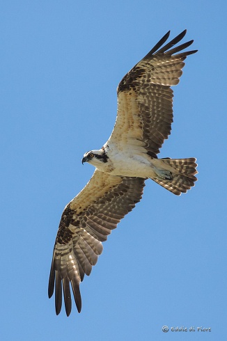 AGUILA PESCADORA