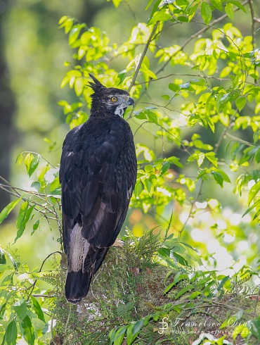 Aguila Coronada