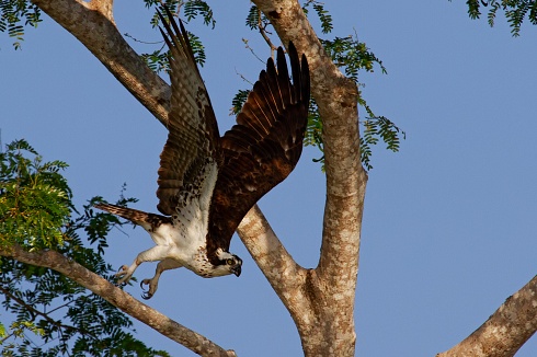 Levantando su vuelo