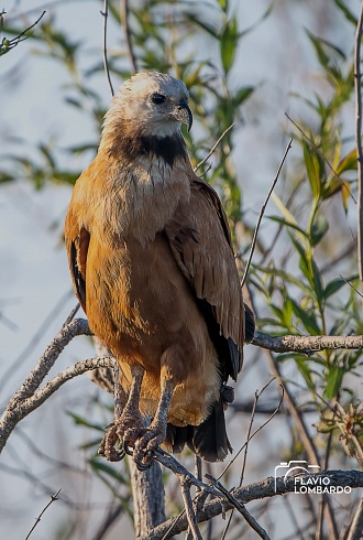Aguilucho Pampa