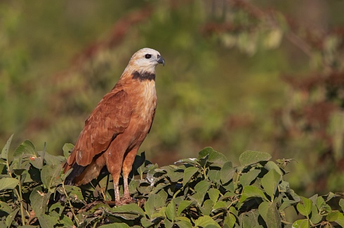 Aguilucho Pampa