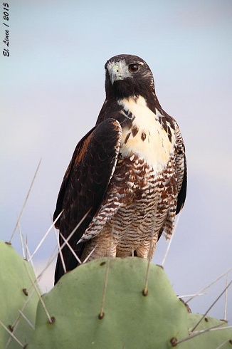 Aguilucho alas largas