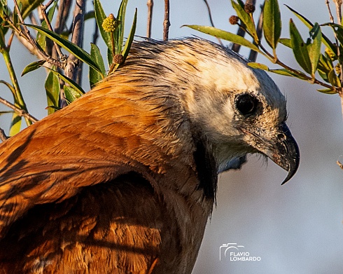 Aguilucho Pampa