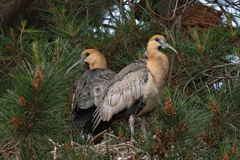 Bandurrias en su nido