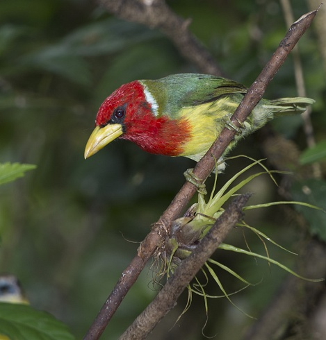 Barbudo Cabecirrojo  Trachyphonus erythrocephalus