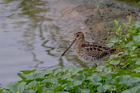 Becasina desconfiada