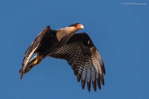 Carancho el vuelo