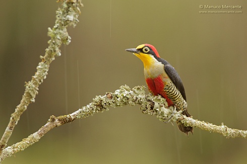 Carpintero en lluvia