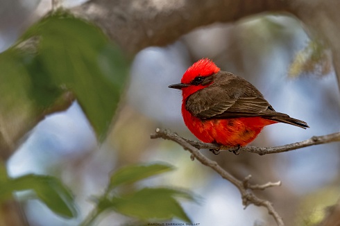 Primavera roja 