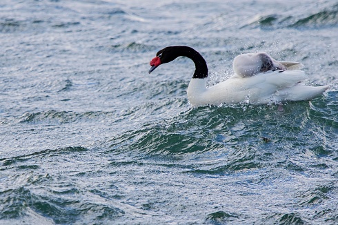 �En la cresta de la ola!