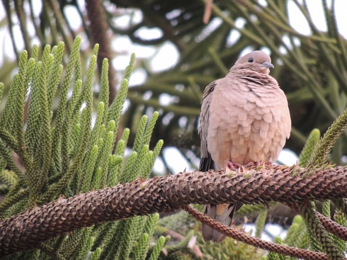 Paloma y Araucaria