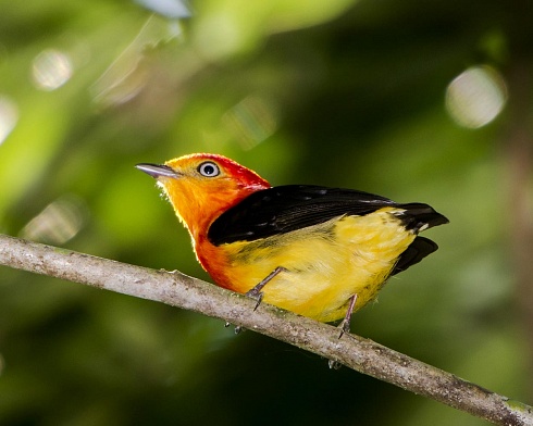 Bailarin naranja