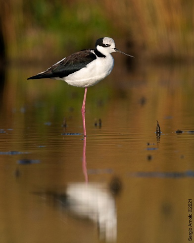 Solitario I