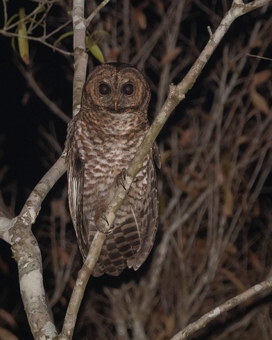 Eng yaxshi porno video kompilyatsiya