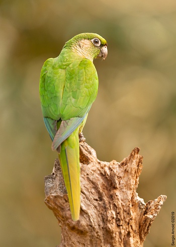El verde