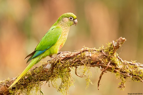 Otra del verde