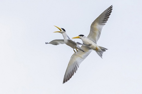 Ataque aereo