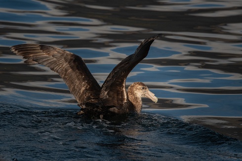 petrel