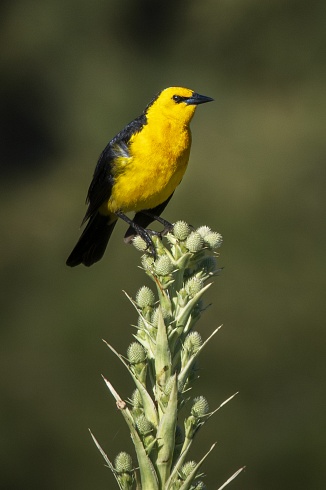 Tordo Amarillo Xanthopsar flavus