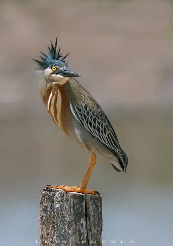 Garcita Punk