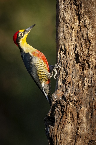 Arcoiris