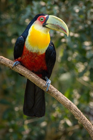 Pico verde