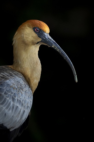 Bandurria Austral (Theristicus melanopis)