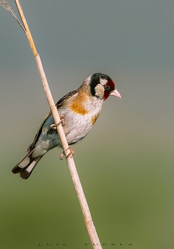 Cardelius
