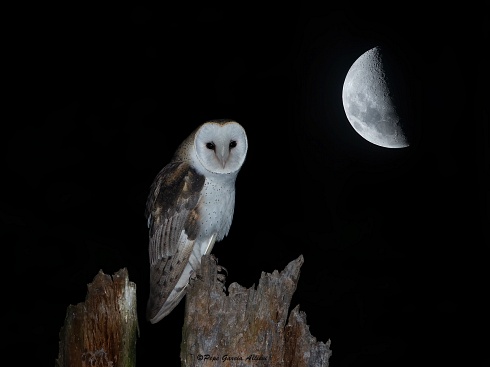 Tyto and the moon II