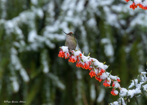 Ultima nieve de primavera...