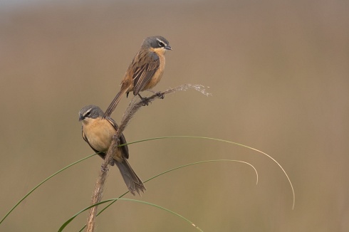 cachilos