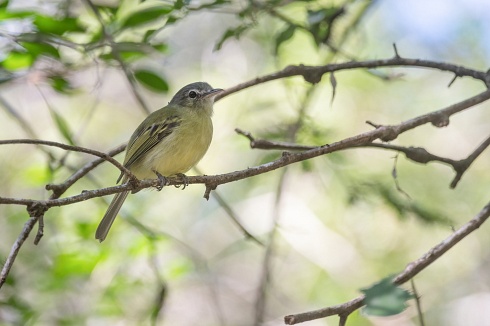picochato