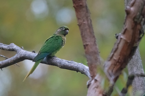 sumando al cabeza verde