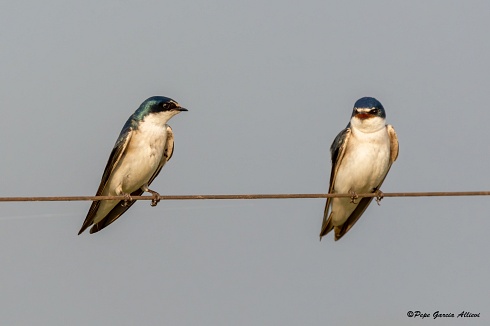 Golondrina de Ibera