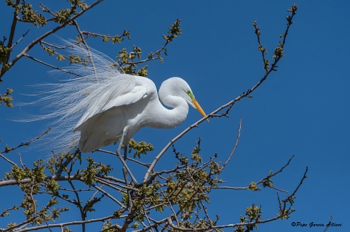 Garzas en primavera