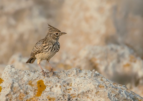 Altas cumbres ibericas